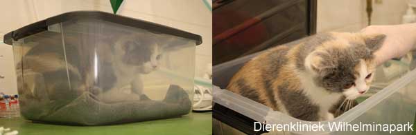 Het kitten is wakker en kan uit de zuurstofkooi